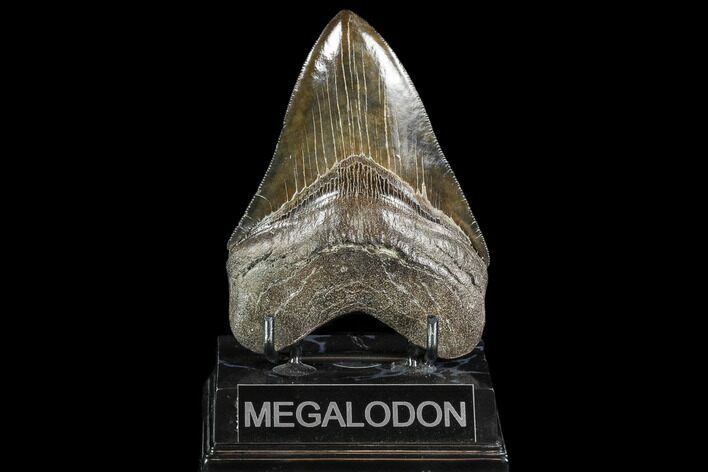 Serrated, Fossil Megalodon Tooth - Georgia #108844